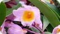 Dendrobium farmeri Pink